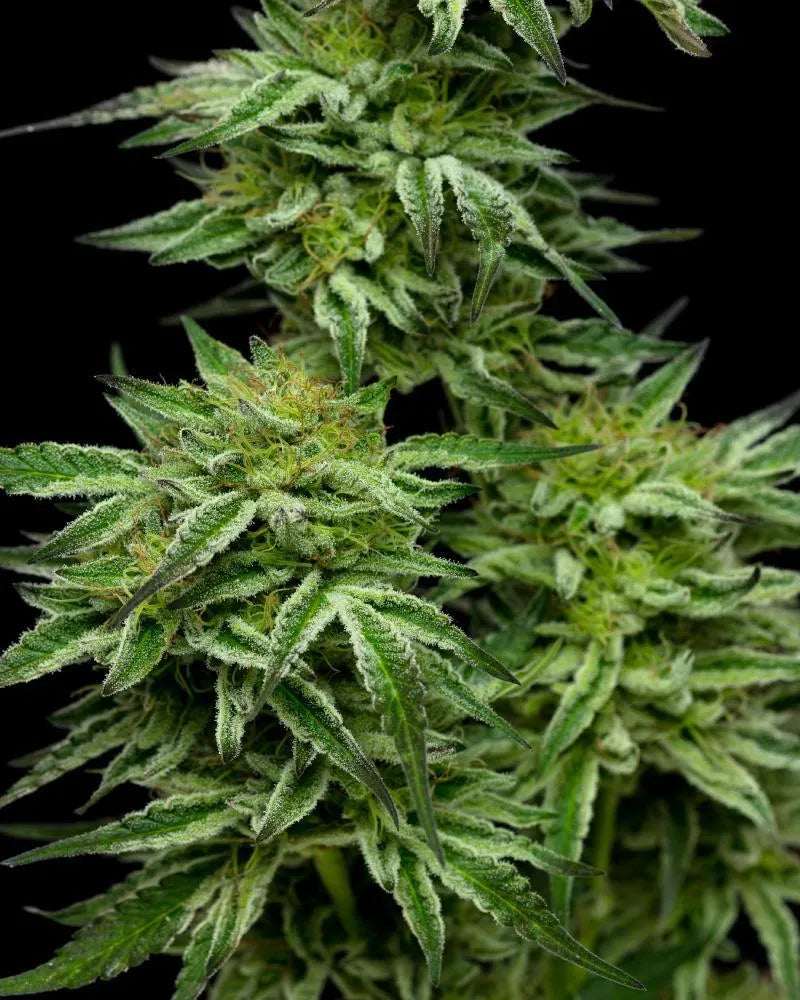 Mountaintop Mint Feminisiert Humboldt Seed Company