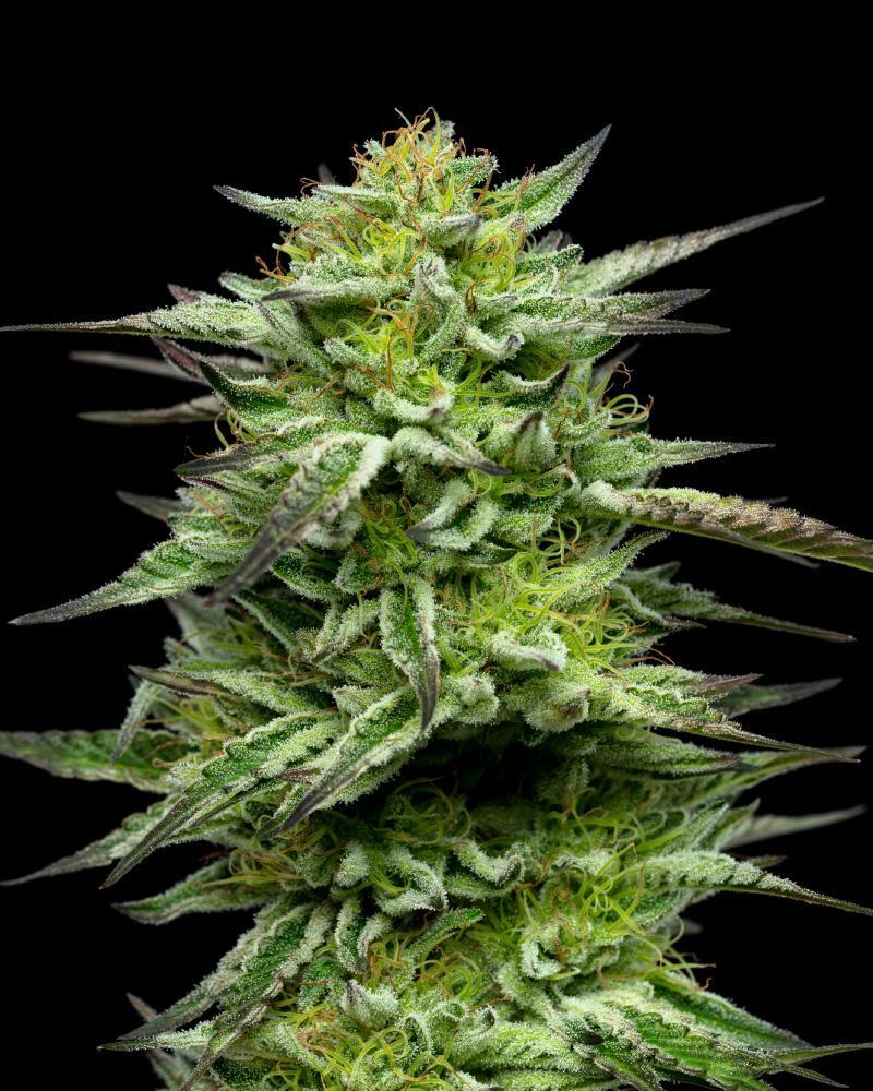 Mountaintop Mint Feminisiert Humboldt Seed Company
