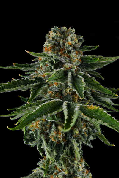 Mr Jones Feminisiert Compound Genetics