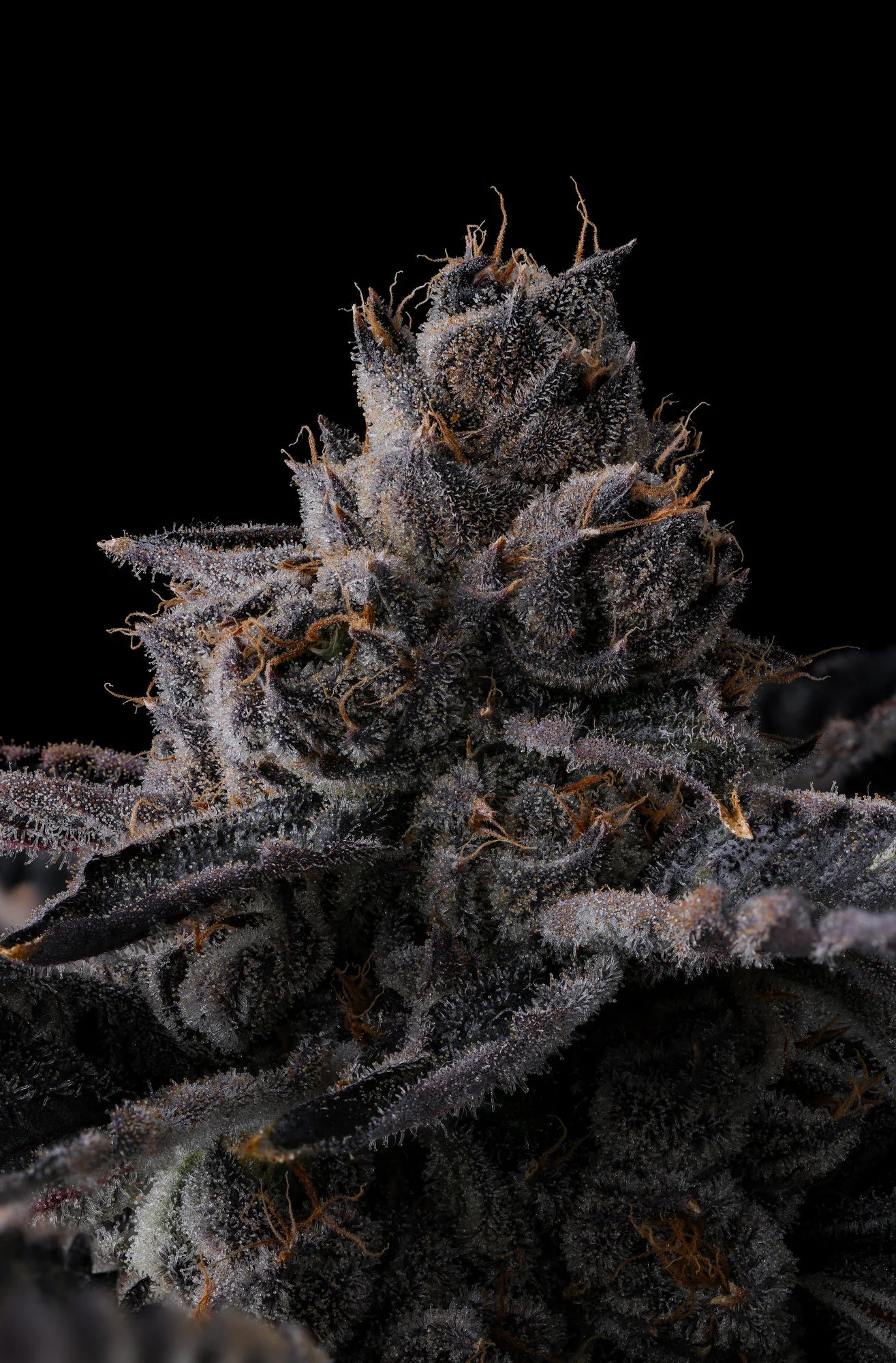 New Money Feminisiert Compound Genetics