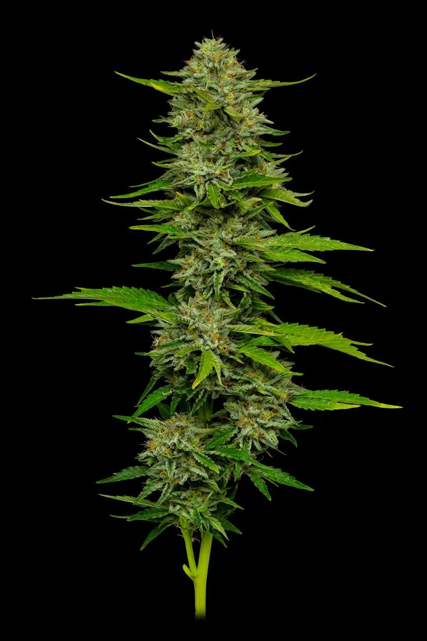 One Love Bob Marley Feminisiert Humboldt Seed Company
