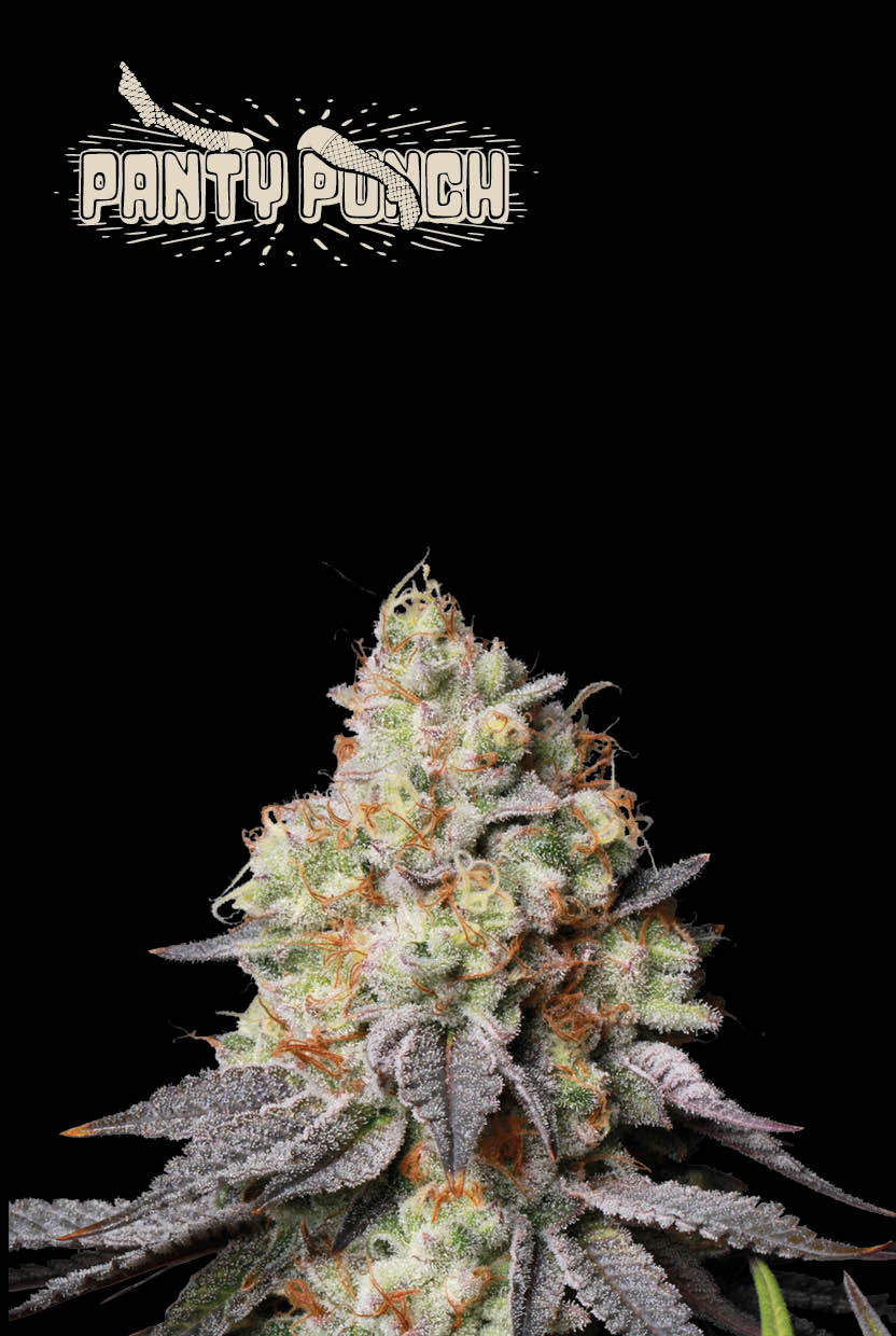 Auto Panty Punch© (Feminisiert) Seedstockers