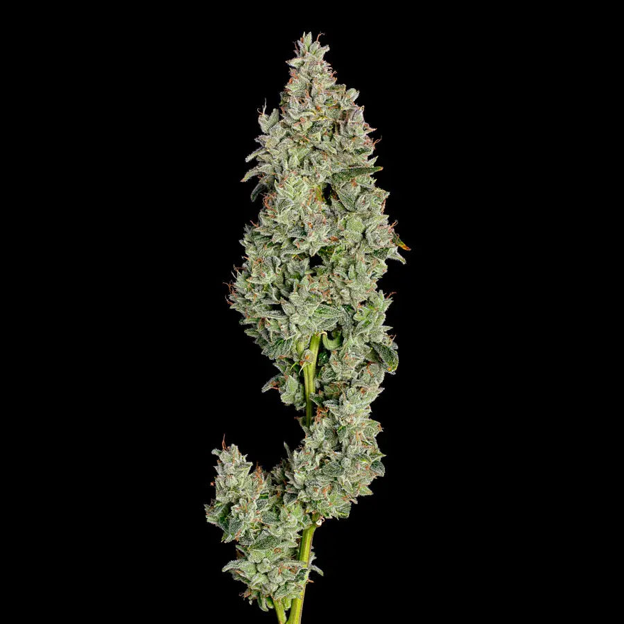Auto Pineapple Daddy (Feminisiert) Happy Valley Genetics