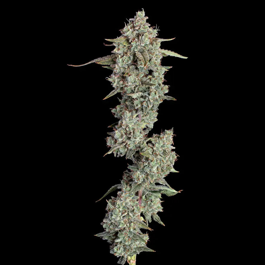 Auto Pineapple Diesel (Feminisiert) Happy Valley Genetics