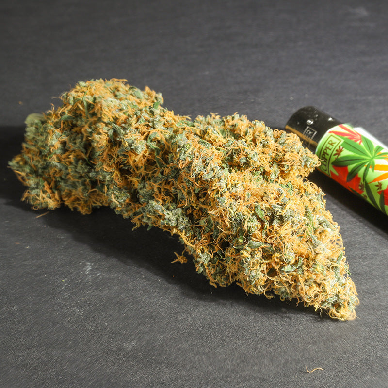 Pineapple Poison Feminisiert Super Sativa Club