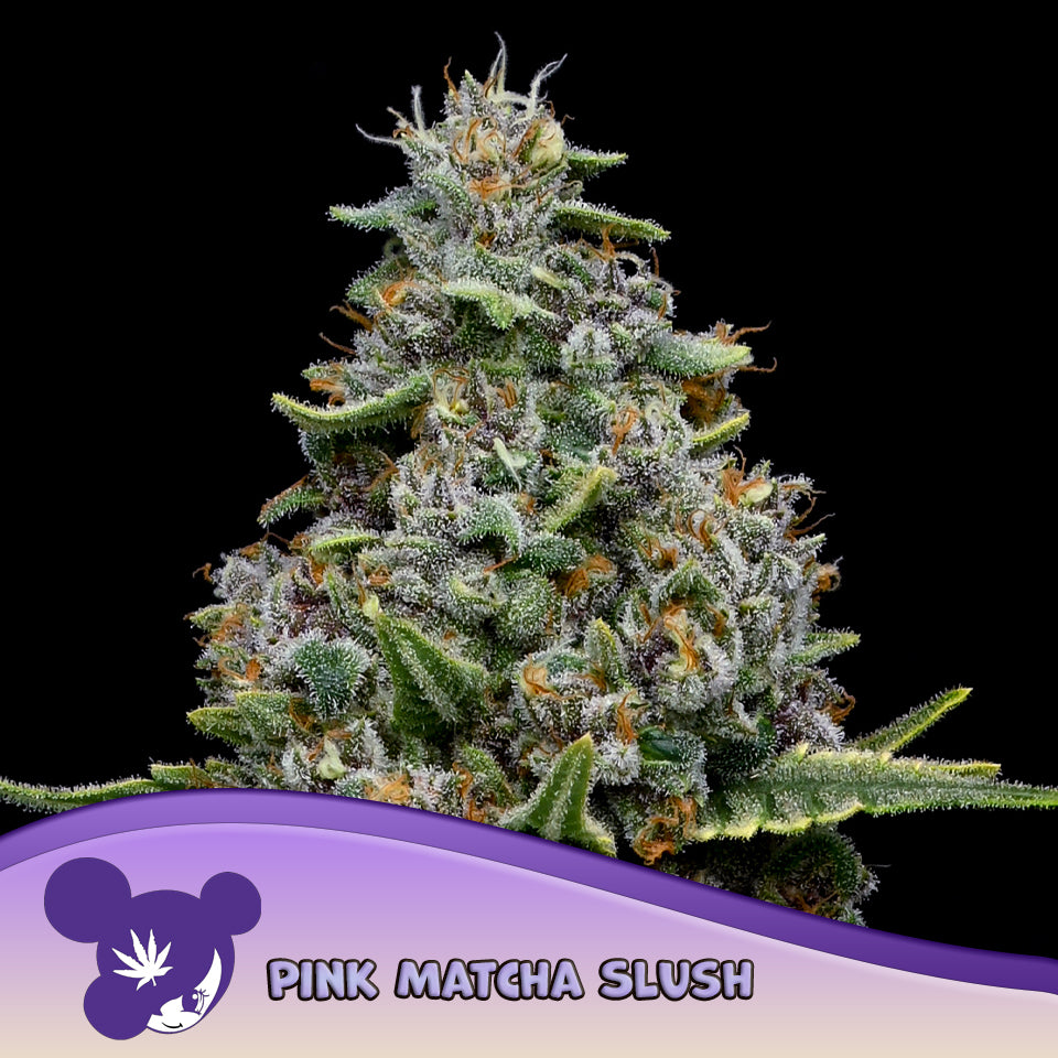 Pink Matcha Slush Feminisiert Anesia Seeds