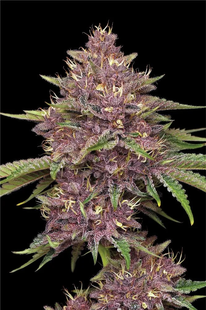 Purpz Feminisiert Humboldt Seed Company