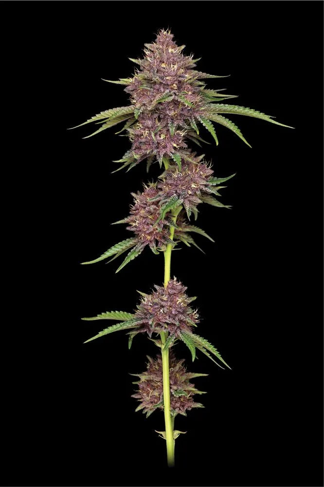 Purpz Feminisiert Humboldt Seed Company