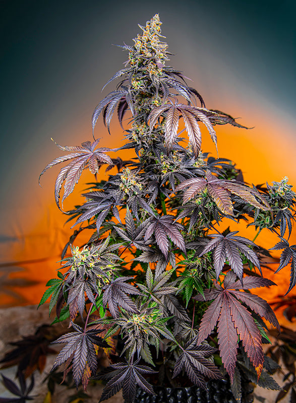 Auto Red Gorilla Girl XL® (Feminisiert) Sweet Seeds