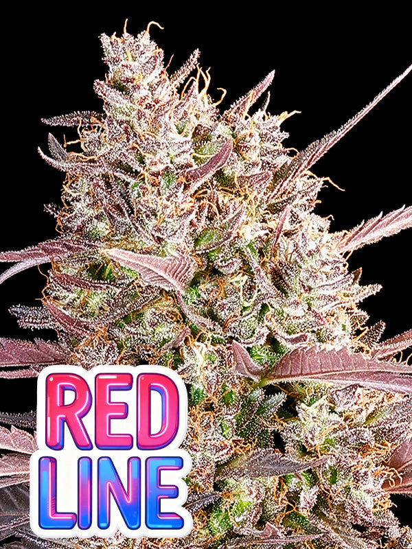 Redline Feminisiert Anesia Seeds