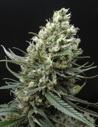 Ripper Haze Feminisiert Ripper Seeds