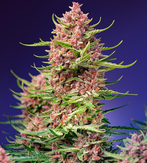 Strawberry Cola Sherbet F1 Fast Version® Feminisiert Sweet Seeds