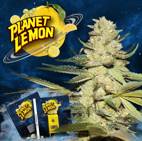 Planet Lemon Limited 710 Drop Feminisiert T.H.Seeds™
