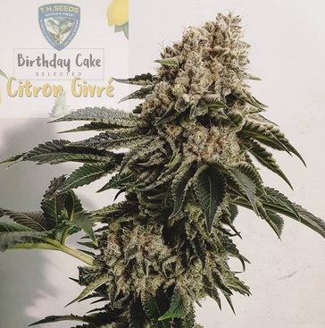 Citron Givré Birthday Cake Special Feminisiert T.H.Seeds™