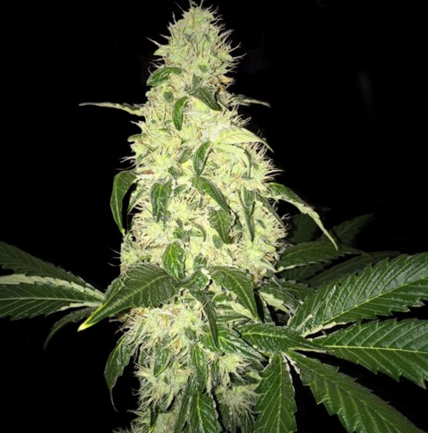 Afghaniberry Limited Drop Regulär T.H.Seeds™