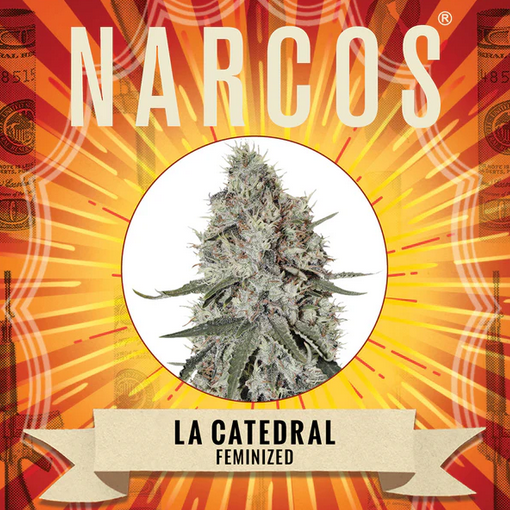 La Catedral Feminisiert Narcos Seeds