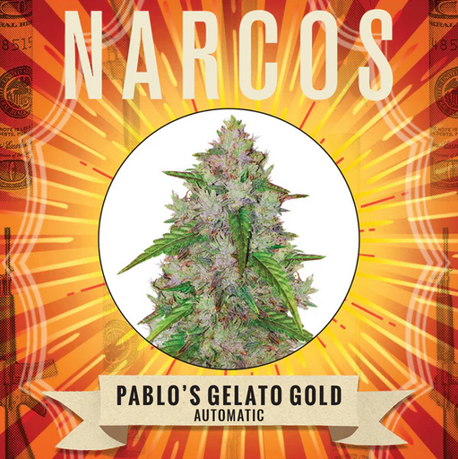 Auto Pablo's Gelato Gold (Feminisiert) Narcos Seeds