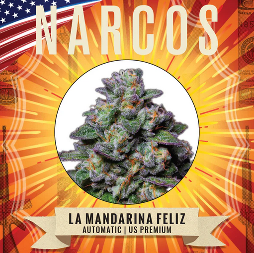 Auto La Mandarina Feliz (Feminisiert) US Premium Narcos Seeds