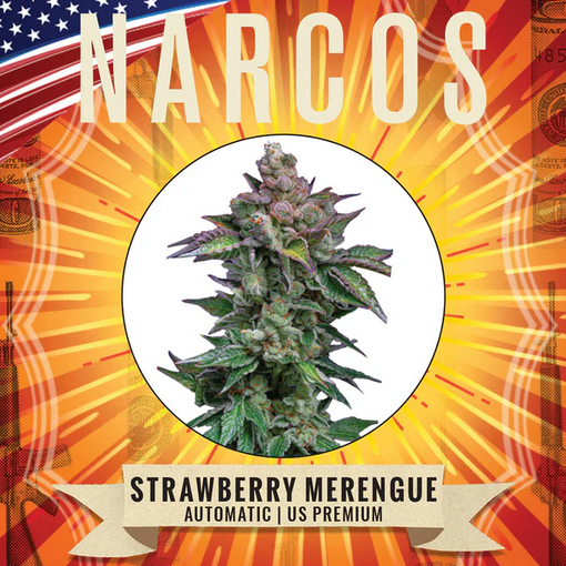 Auto Strawberry Merengue (Feminisiert) US Premium Narcos Seeds
