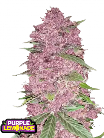 Auto Purple Lemonade (Feminisiert) Fast Buds