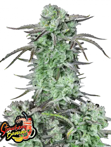 Auto Strawberry Banana (Feminisiert) Fast Buds