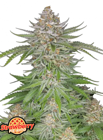 Auto Strawberry Pie (Feminisiert) Fast Buds
