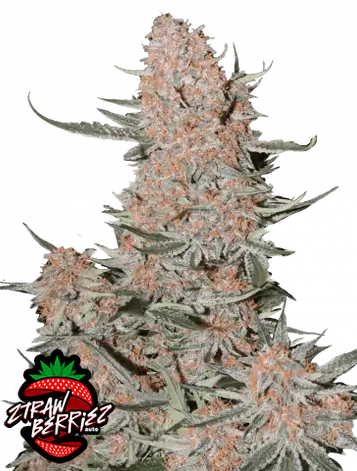 Auto Ztrawberriez (Feminisiert) Fast Buds