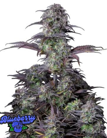 Auto Original Blueberry (Feminisiert) Fast Buds