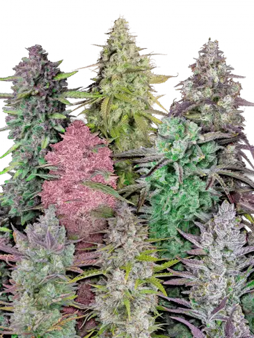 Auto Mix Pack (Feminisiert) Fast Buds
