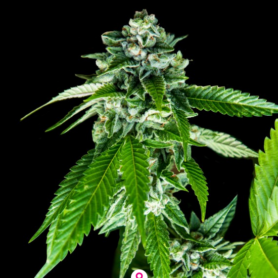 Sorbet Dreams Feminisiert DNA Genetics
