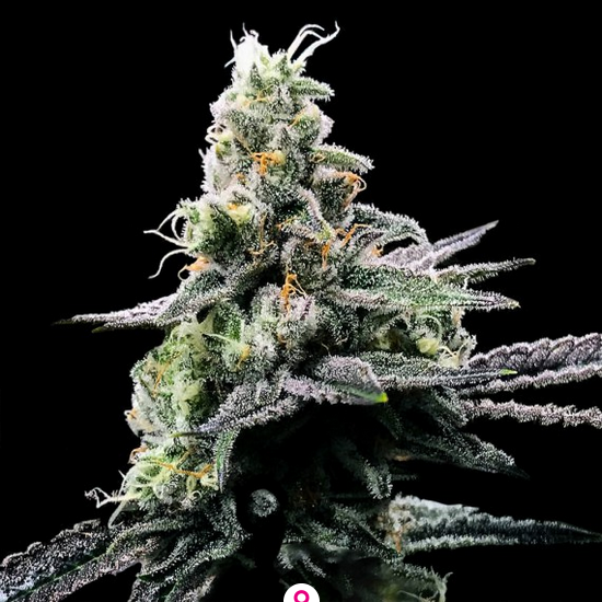 Purple Kosher Feminisiert DNA Genetics
