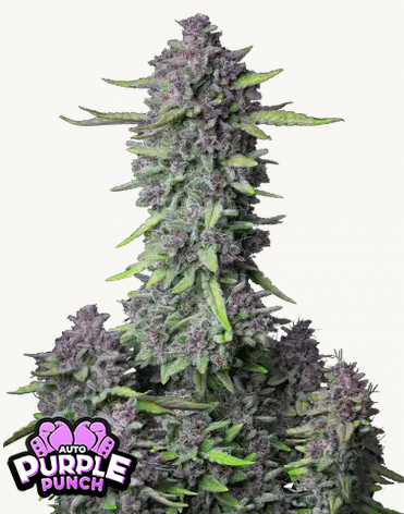 Auto Purple Punch (Feminisiert) Fast Buds