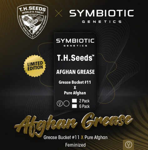 Afghan Grease Limited Symbiotic Genetics Drop Feminisiert T.H.Seeds™