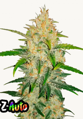 Auto Zkittlez (Feminisiert) Fast Buds