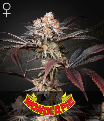 Wonder Pie Feminisiert Green House Seeds Company