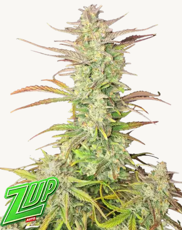 Auto Z-Up (Feminisiert) Fast Buds