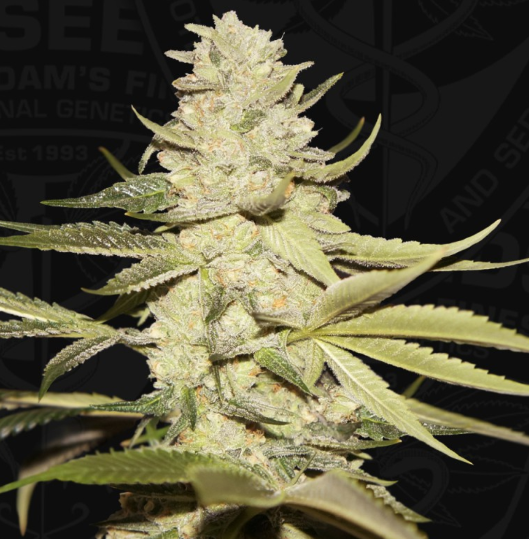 Planet Lemon Limited 710 Drop Feminisiert T.H.Seeds™