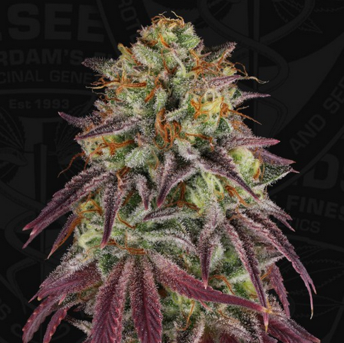 Hazanana Limited 710 Drop Feminisiert T.H.Seeds™