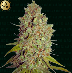 Agent Murphy Feminisiert Narcos Seeds