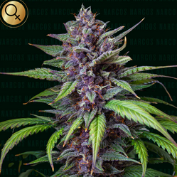 Blackbeard Feminisiert Narcos Seeds