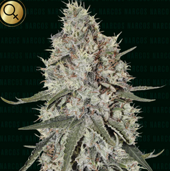 La Catedral Feminisiert Narcos Seeds