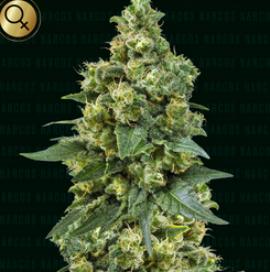 Cali Critical Power Feminisiert Narcos Seeds
