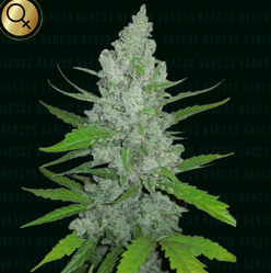Griselda White Widow Feminisiert Narcos Seeds