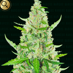 El Limón Feminisiert Narcos Seeds