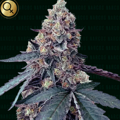 La Chica Feminisiert Narcos Seeds