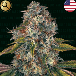 Sword of Bolívar Feminisiert US Premium Narcos Seeds