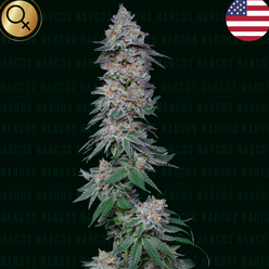 Forbidden Fruta Cake Feminisiert US Premium Narcos Seeds