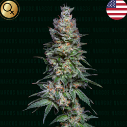 Medellín Mints Feminisiert US Premium Narcos Seeds