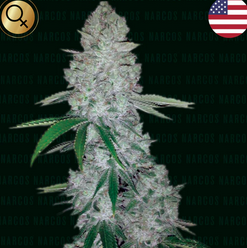 Miami Sunset OG Feminisiert US Premium Narcos Seeds