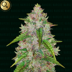 Auto Pablo's Gelato Gold (Feminisiert) Narcos Seeds